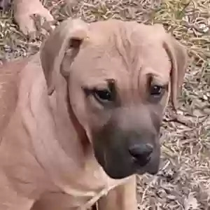 adoptable Dog in Frankford, MO named No name