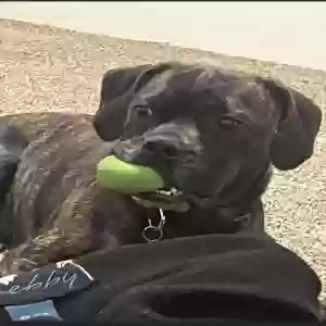 adoptable Dog in Woodland Park, CO named Charlie
