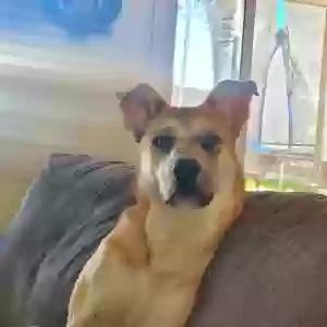 adoptable Dog in Mesa, AZ named Loki