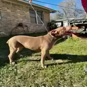 adoptable Dog in Spring, TX named Chelsea