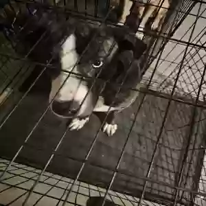 adoptable Dog in Phenix City, AL named Titan