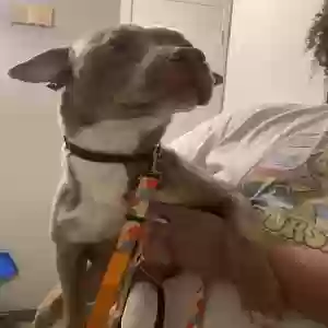 adoptable Dog in Shreveport, LA named Blue