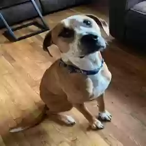 adoptable Dog in Cincinnati, OH named Will