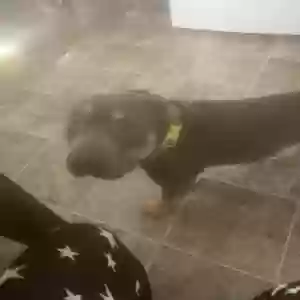 adoptable Dog in Petersburg, VA named Sunny