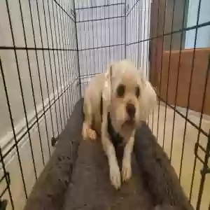 adoptable Dog in Senoia, GA named Muggins