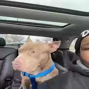 adoptable Dog in Detroit, MI named Blue