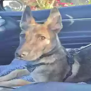 adoptable Dog in Yuba City, CA named Sailor