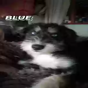 adoptable Dog in Demopolis, AL named Blue