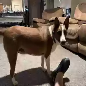 adoptable Dog in San Tan Valley, AZ named Dexter