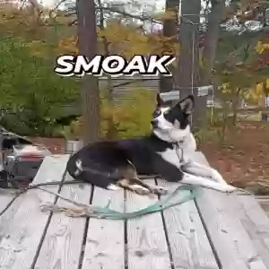 adoptable Dog in Demopolis, AL named Smoak