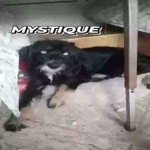 adoptable Dog in Demopolis, AL named Mystique