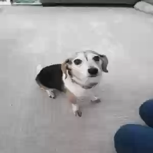adoptable Dog in Madera, CA named Poppy