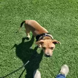 adoptable Dog in Phoenix, AZ named Wilfred