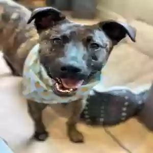 adoptable Dog in Dublin, CA named Unknown