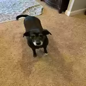 adoptable Dog in Evans, GA named Coco