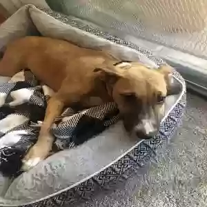 adoptable Dog in La Palma, CA named Maple
