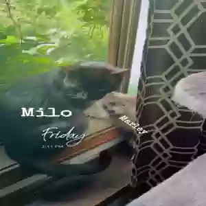 adoptable Cat in Waterbury, CT named Milo