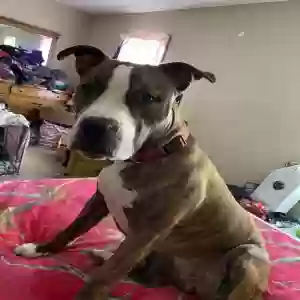 adoptable Dog in Browns Mills, NJ named Luna