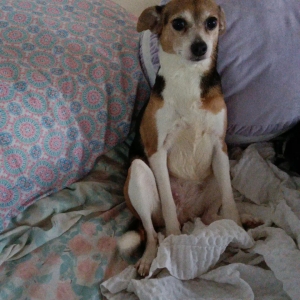adoptable Dog in Los Banos, CA named Queenie