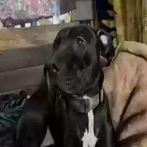 adoptable Dog in Bonanza, OR named Pitbull