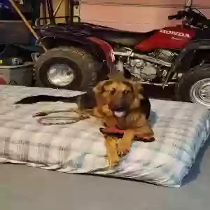 adoptable Dog in Henderson, KY named Bear