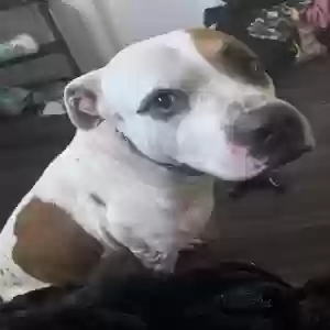 adoptable Dog in Detroit, MI named Butch