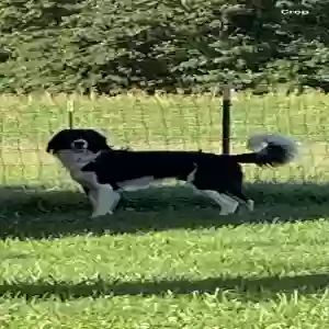 adoptable Dog in Willard, OH named Gunner