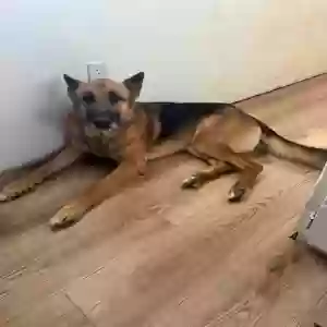 adoptable Dog in Mountain Home, AR named Bruno