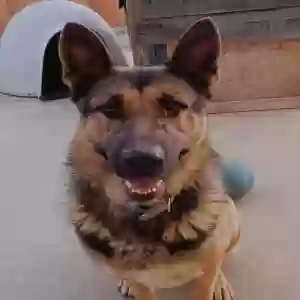 adoptable Dog in Simi Valley, CA named Lobo
