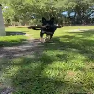 adoptable Dog in Homosassa, FL named Harley