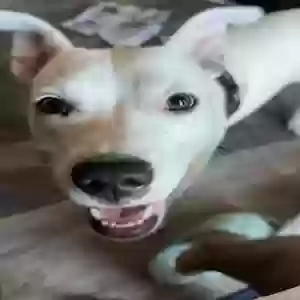 adoptable Dog in Fort Lauderdale, FL named Dream