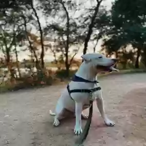 adoptable Dog in Redding, CA named Sven