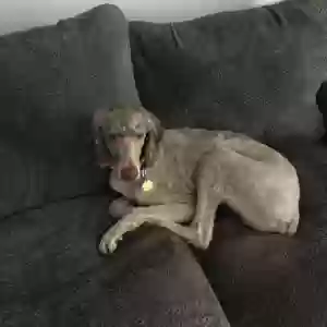 adoptable Dog in Marietta, GA named Charleston Chew