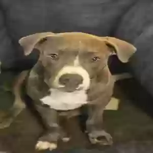 adoptable Dog in Garner, NC named Dimond