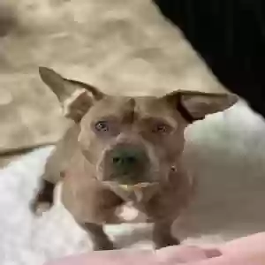 adoptable Dog in Hoquiam, WA named Penelope