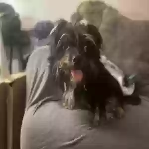 adoptable Dog in Stockton, CA named Tiny