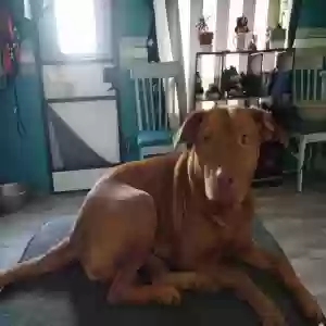 adoptable Dog in Okeechobee, FL named Precious