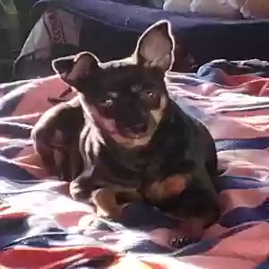 adoptable Dog in Albuquerque, NM named Rowdy