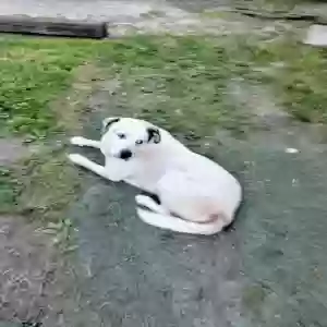 adoptable Dog in Dalton, GA named Bloo
