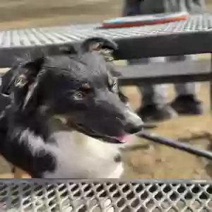 adoptable Dog in Marietta, GA named Obi