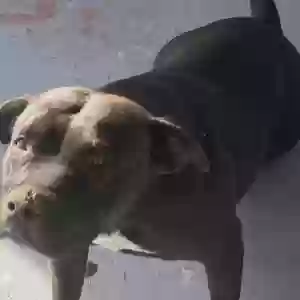 adoptable Dog in Stockton, CA named Lola