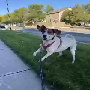 adoptable Dog in Colorado Springs, CO named Sara