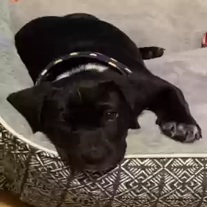 adoptable Dog in Suwanee, GA named Lucci