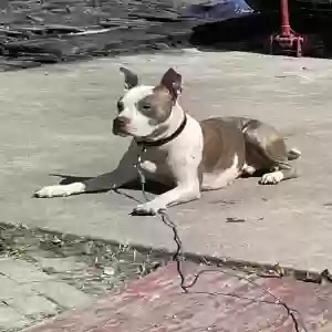 adoptable Dog in Niagara Falls, NY named Dexter