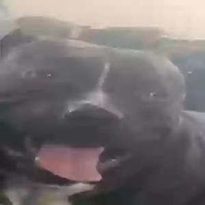 adoptable Dog in Niagara Falls, NY named Mercedes