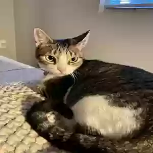 adoptable Cat in Hollywood, FL named Vylet