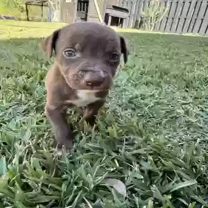 adoptable Dog in Sebring, FL named Brownie