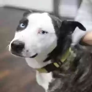 adoptable Dog in Denham Springs, LA named Phoebe