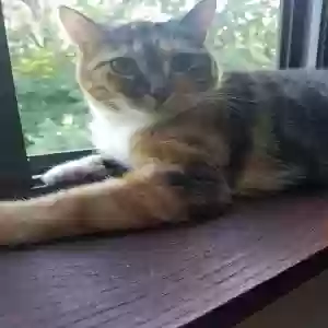 adoptable Cat in Burnsville, MN named Kandi