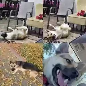 adoptable Dog in Pomona, CA named Tiger